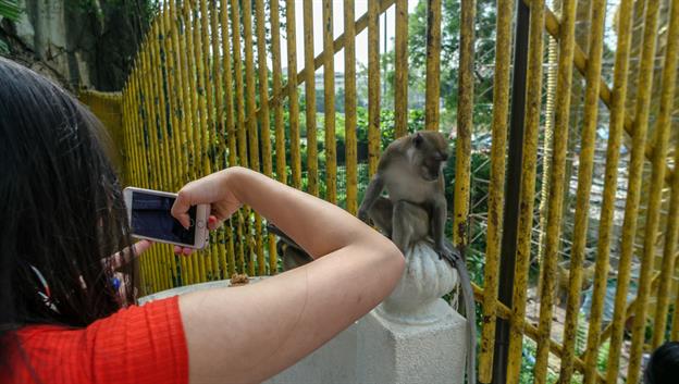 Die allgegenwärtigen Affen sind ein beliebtes Fotomotiv. Man muss nur aufpassen, dass sie nicht die Kamera oder das Smartphone schnappen und damit im Gebüsch verschwinden.
